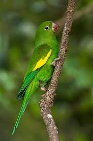 Periquito